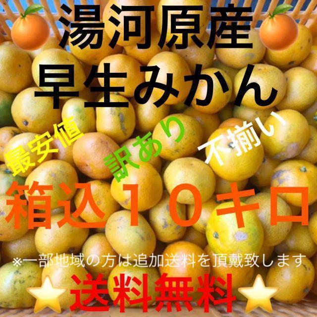 【関東・東北・信越・北陸・中部・関西にお住いの方限定】送料無料★神奈川県湯河原産早生みかん訳あり不揃いミカン★箱込み10kg★B9_画像1