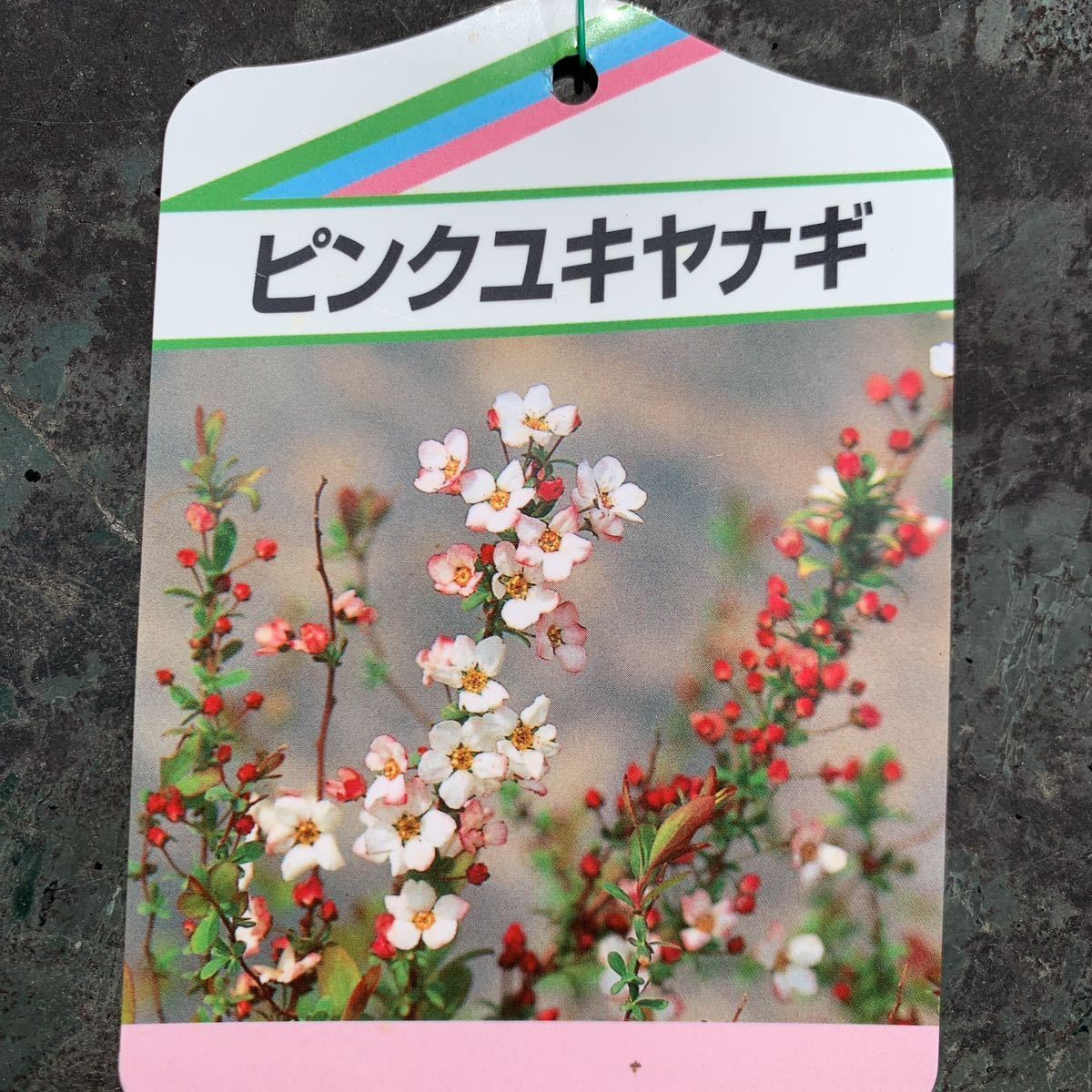 現品発送　ピンクユキヤナギ　大きな株立ち　ピンク花　雪柳　赤花　落葉樹　暑さ寒さに強い　切花にも　_花の参考写真。