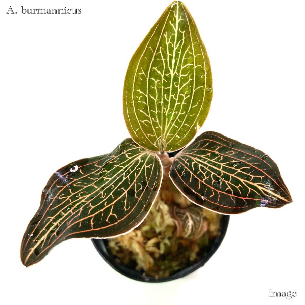 anekto cut s балка mani rental ( драгоценности o- Kid драгоценнный камень орхидея brumaniks коричневый paensischapaensis Anoectochilus burmannicus)