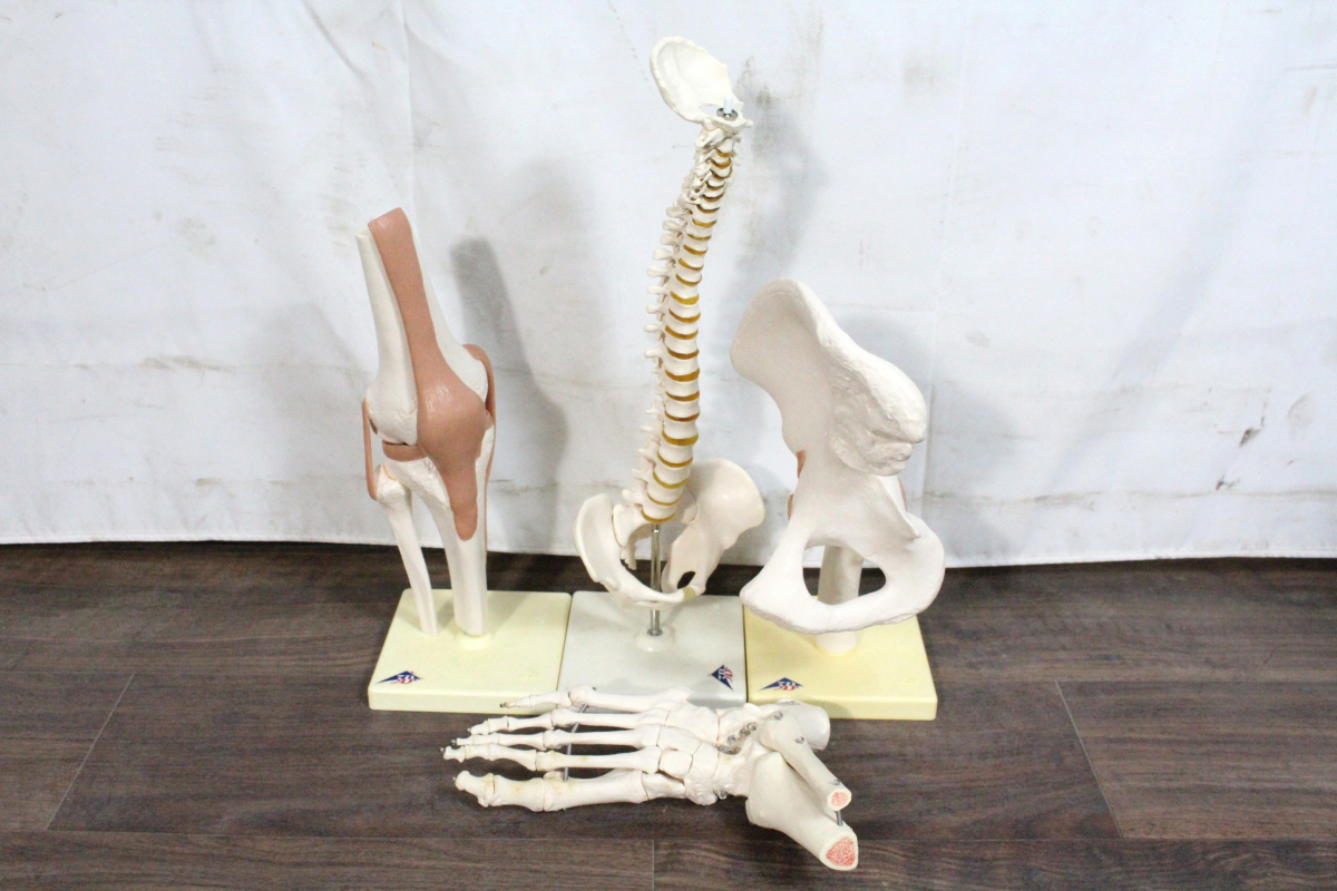 【ト長】1円スタート 模型 3B 脊柱模型 脊椎 背骨 骨盤 骨格模型 人体模型 足関節 整体 整骨 インテリア IC065IOE64_画像1