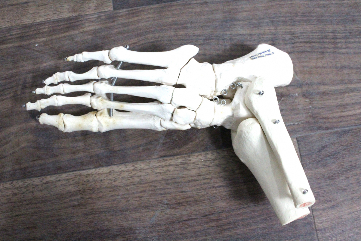 【ト長】1円スタート 模型 3B 脊柱模型 脊椎 背骨 骨盤 骨格模型 人体模型 足関節 整体 整骨 インテリア IC065IOE64_画像2