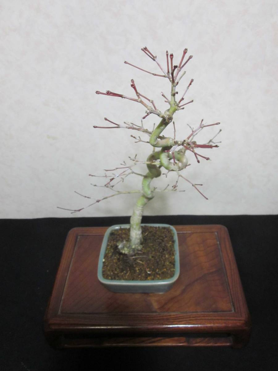  old tree feeling on .yamamomiji mountain maple root trim is good underfoot manner . exist pattern tree writing person style bring-your-own. . manner bonsai height of tree 40 centimeter ( ground . from 34.) regular person pot 