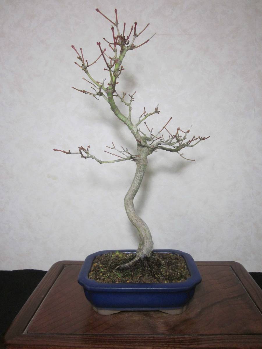  old tree feeling on .yamamomiji mountain maple root trim is good underfoot manner . exist pattern tree writing person style bring-your-own. . manner bonsai height of tree 37 centimeter ( ground . from 31.) length person pot 