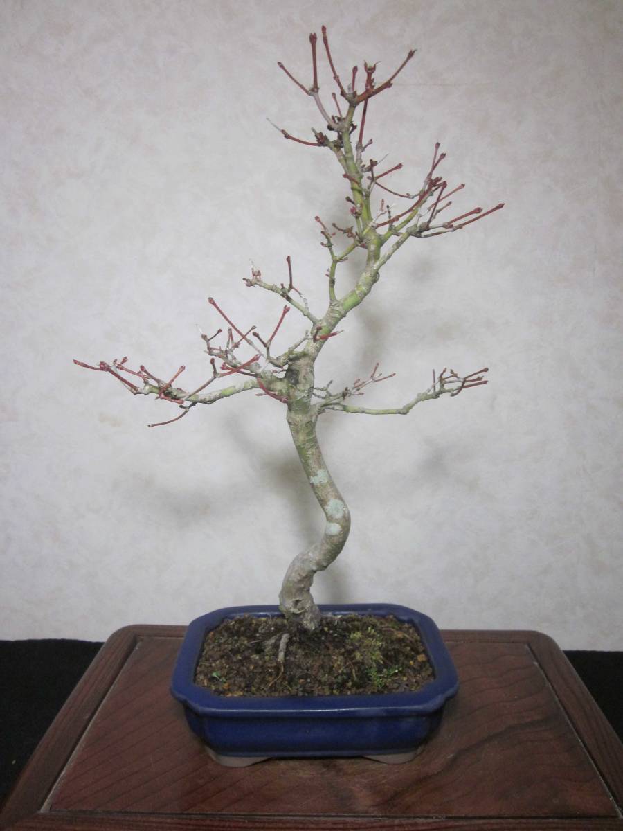  old tree feeling on .yamamomiji mountain maple root trim is good underfoot manner . exist pattern tree writing person style bring-your-own. . manner bonsai height of tree 37 centimeter ( ground . from 31.) length person pot 