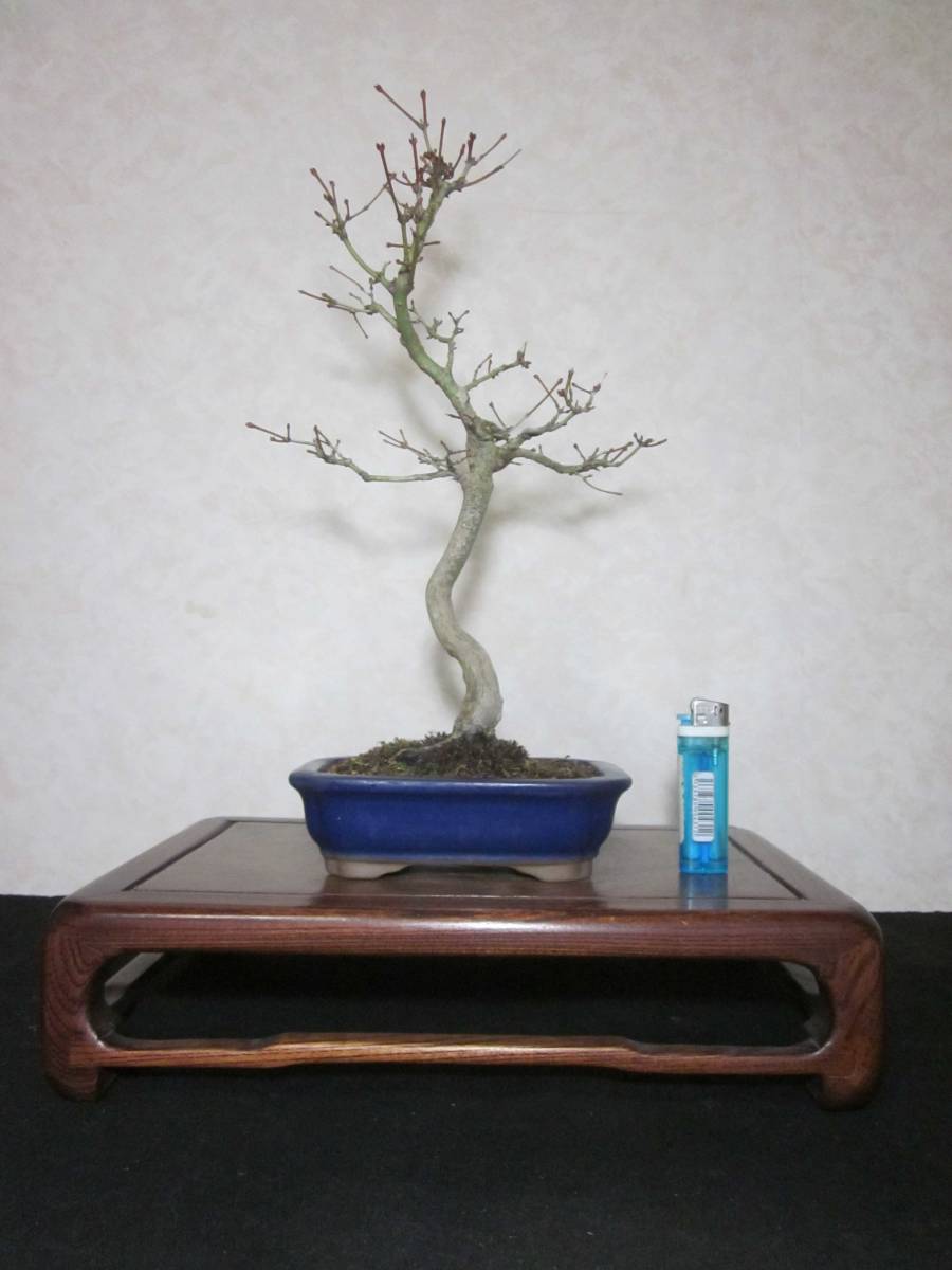  old tree feeling on .yamamomiji mountain maple root trim is good underfoot manner . exist pattern tree writing person style bring-your-own. . manner bonsai height of tree 37 centimeter ( ground . from 31.) length person pot 