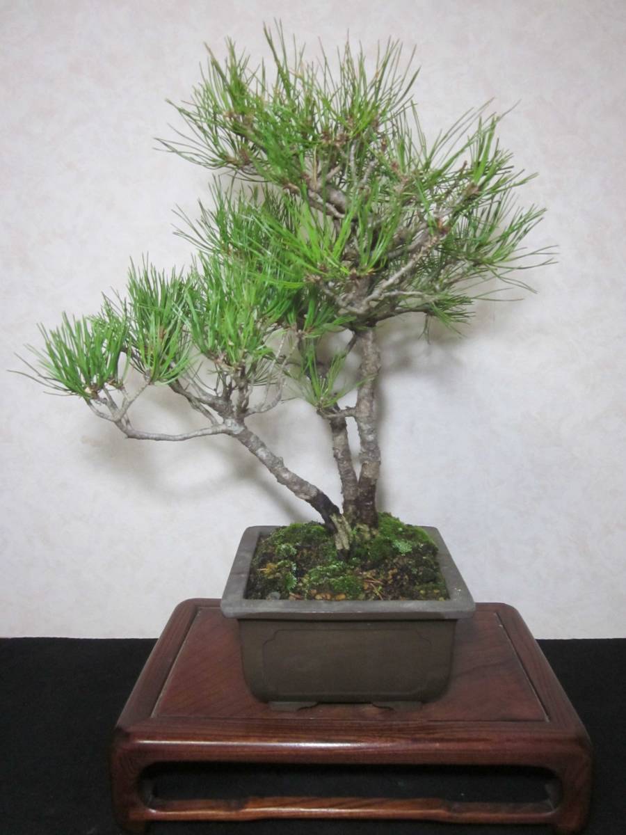  old tree feeling on . red pine root trim is good underfoot manner . exist blow . sink style. .... tailoring three . bring-your-own. middle goods (. manner ) bonsai height of tree 47 centimeter ( ground . from 38.)