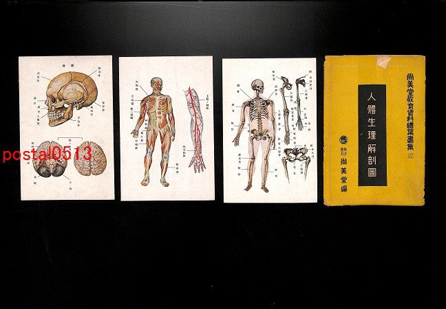 FSA4269【即決有】人体生理解剖図絵葉書 袋付8枚 *傷み有り【絵葉書】