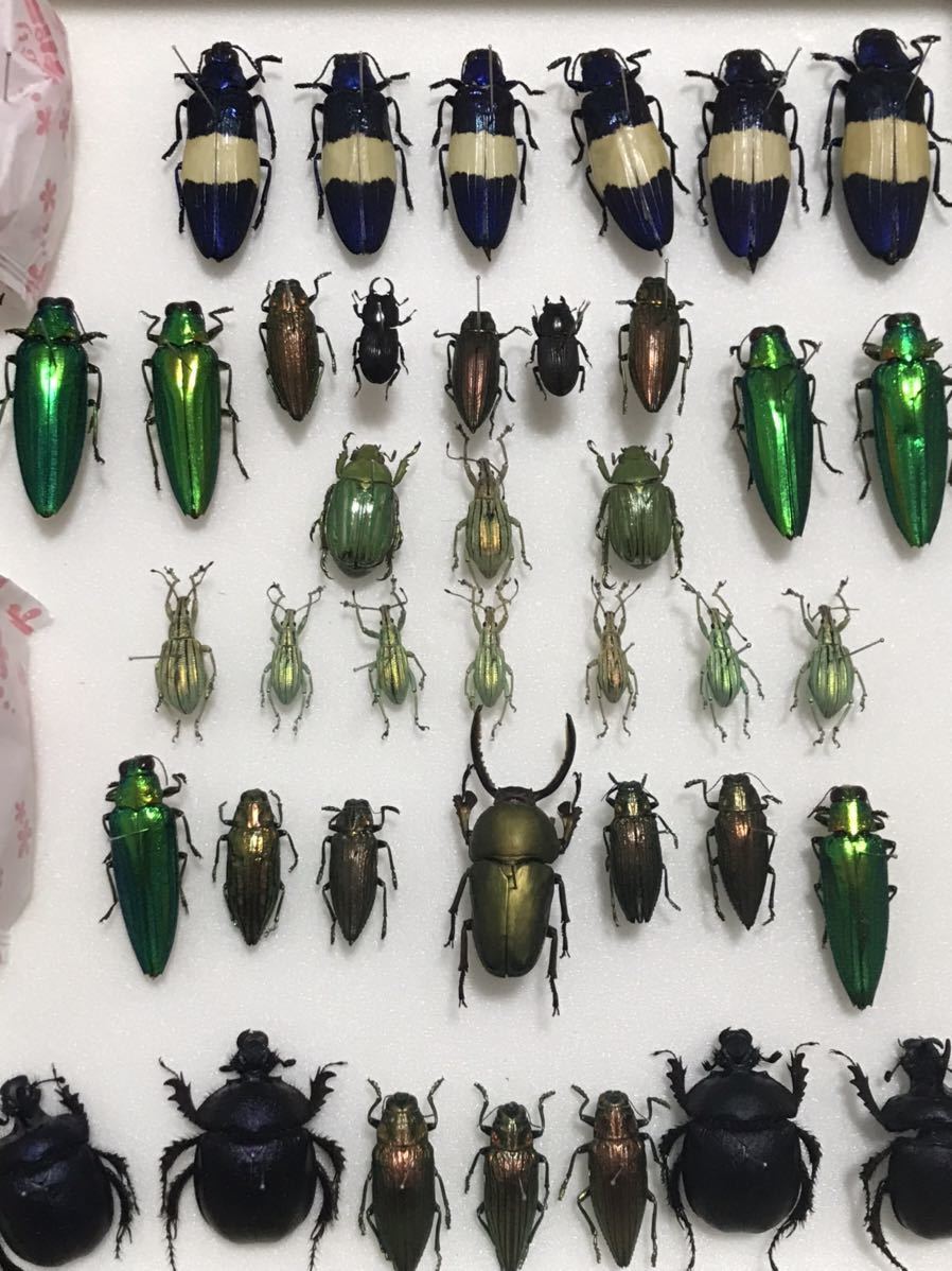 ホウセキゾウムシ他綺麗な昆虫標本(ドイツ製箱込み) ラベル無し ホウセキゾウムシ他綺麗な昆虫標本(ドイツ製箱込み) ラベル無し