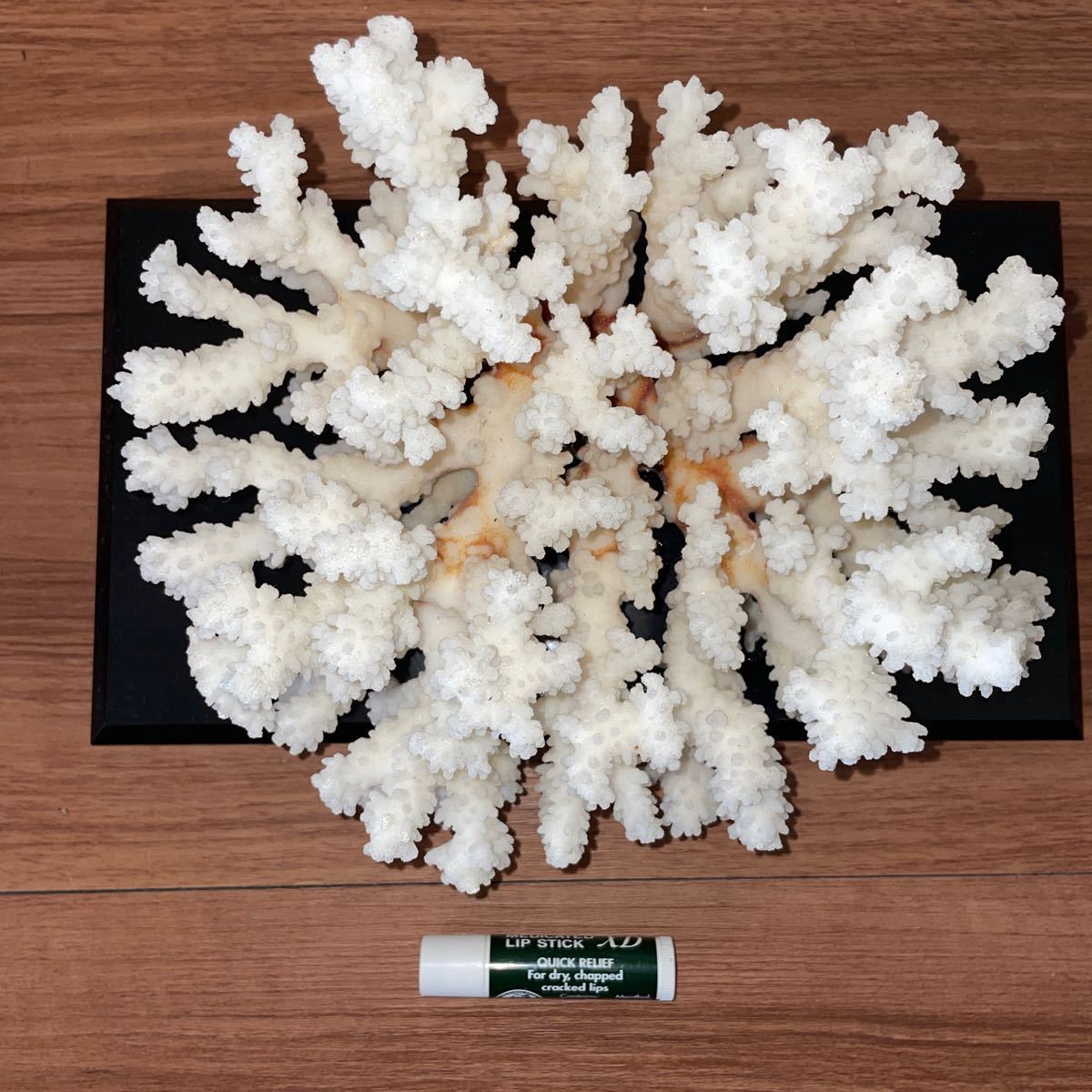 即決！■珊瑚礁　サンゴ 置物 22×17cm ■オブジェ 白珊瑚 インテリア アクアリウム_画像3