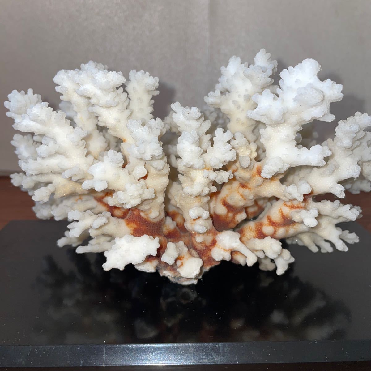 即決！■珊瑚礁　サンゴ 置物 22×17cm ■オブジェ 白珊瑚 インテリア アクアリウム_画像5