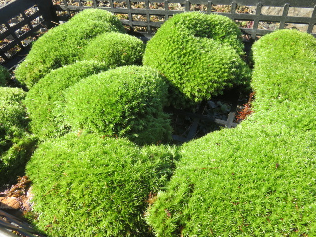 山野草　アラハシラガゴケ　大きい苔　　画像の苔全部の出品_画像6