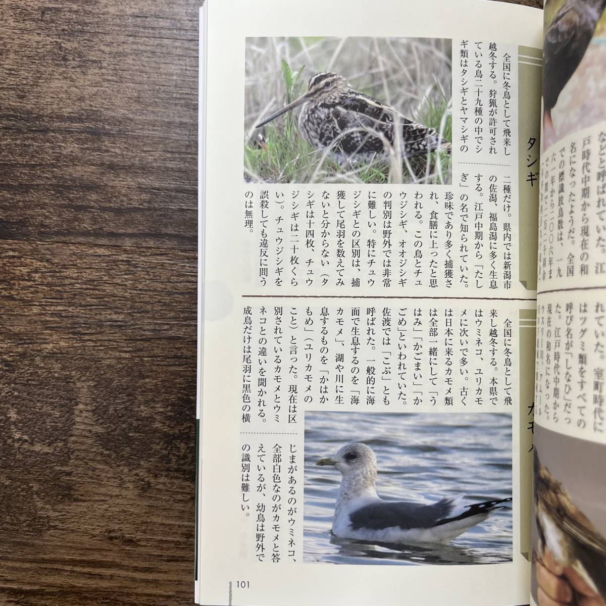 J-2824■にいがた野鳥日誌■帯付き■風間辰夫/著■新潟日報事業社■平成21（2009）年8月20日 初版発行■_画像7