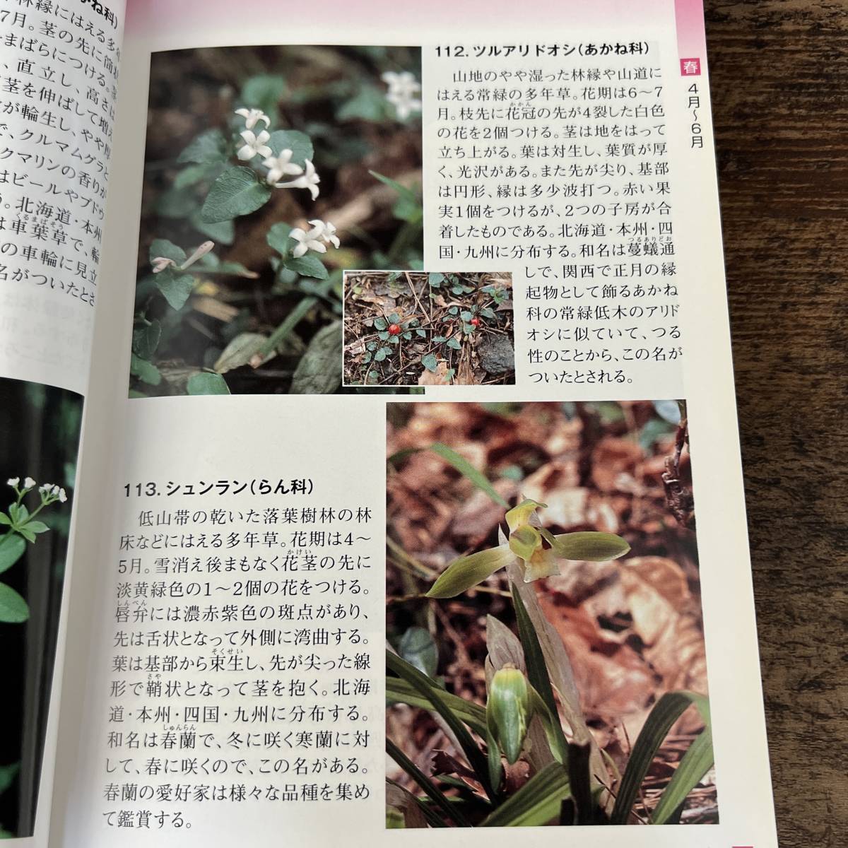 J-3192■笹ヶ峰高原の植物 妙高の山野の植物 2冊セット■妙高の植物編集委員会/編■妙高市教育委員会■平成22年3月～平成24年3月発行■_画像8