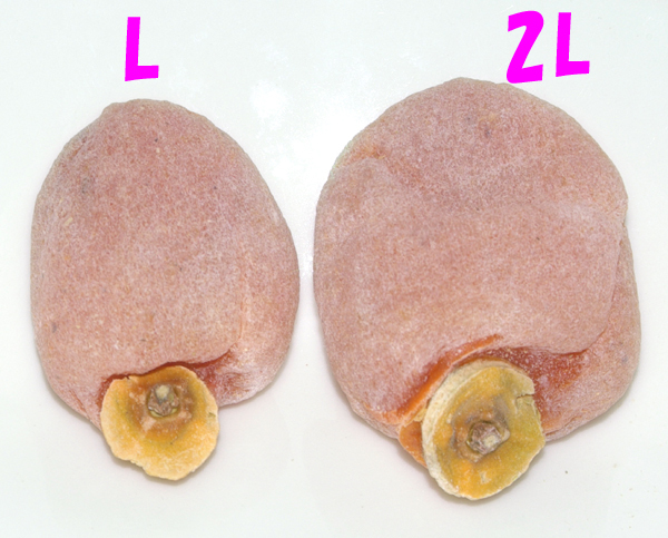 自家製直販 南信州市田柿　干し柿　２Ｋｇ　Ｌ(1個21g～29g)＋２Ｌ(1個31.5g～35g) 大粒　限定数_画像7