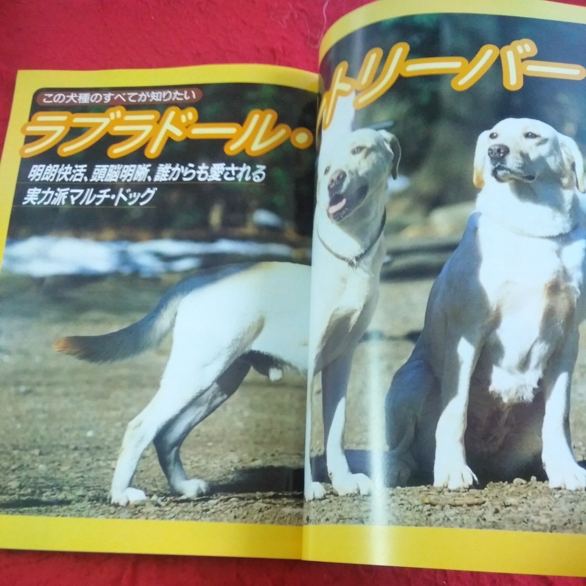 d-301 ドッグ・ワールド 1998年発行 4月号 特集 楽しい愛犬のしつけ 呼べば戻ってくる来いをマスターしよう など 成美堂出版※1_画像7