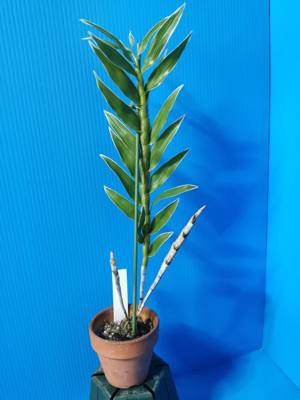 洋蘭祭り Den. fimbriatum var. oculatum (variegata) - 斑入り葉_画像1