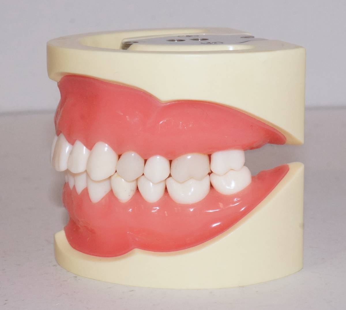 NISSIN 歯科 模型 顎模型 D16 500E 保存修復実習用顎模型 歯科衛生士 ニッシン マネキン 保存修復 エンド ペリオ 舌 _画像8