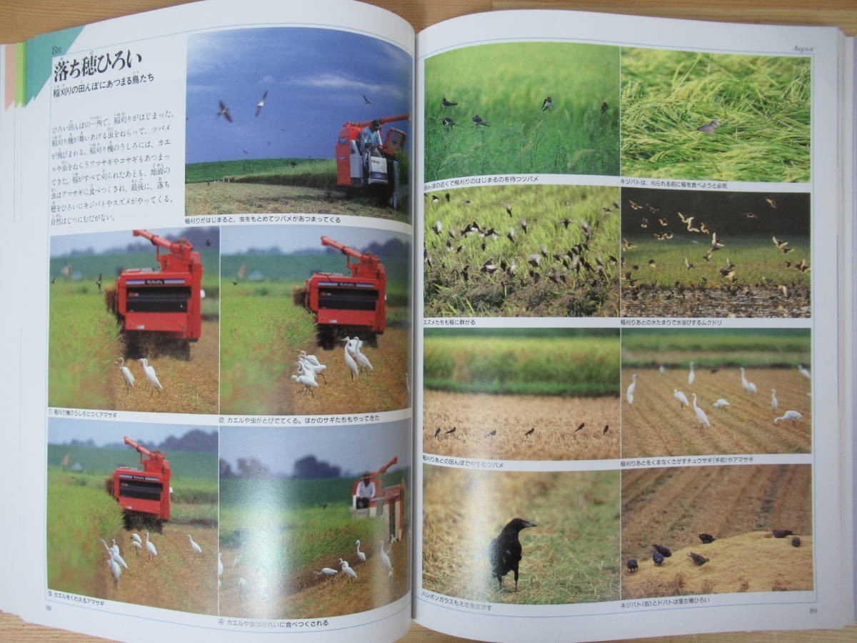 n22●野鳥記 平野伸明 DAYS OF WILD BIRDS 福音館書店 2008年 1200枚の写真で見る野鳥 生物多様性 生態系 図鑑 夏休みの自由研究に 230420_画像7