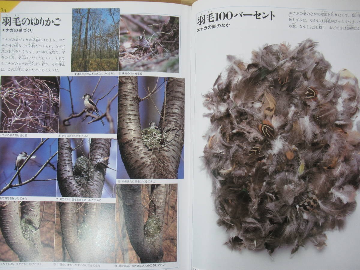 n22●野鳥記 平野伸明 DAYS OF WILD BIRDS 福音館書店 2008年 1200枚の写真で見る野鳥 生物多様性 生態系 図鑑 夏休みの自由研究に 230420_画像9