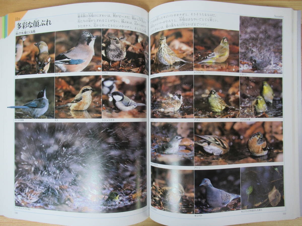 n22●野鳥記 平野伸明 DAYS OF WILD BIRDS 福音館書店 2008年 1200枚の写真で見る野鳥 生物多様性 生態系 図鑑 夏休みの自由研究に 230420_画像8