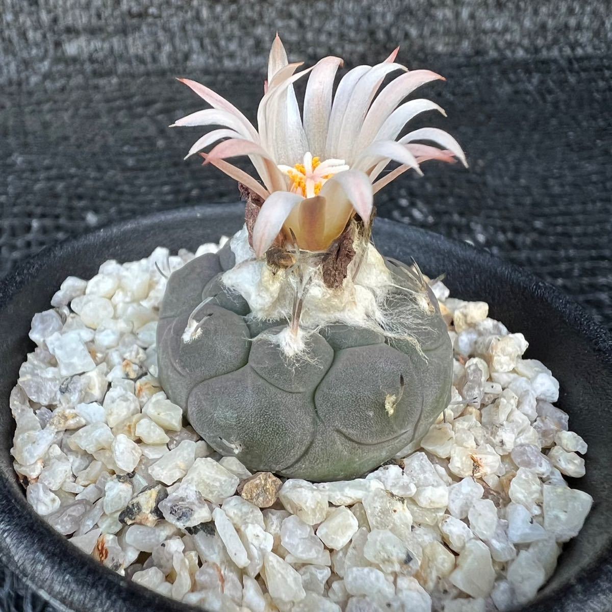 ハウエル二ギー　実生 turbinicarpus jauernigii _画像2