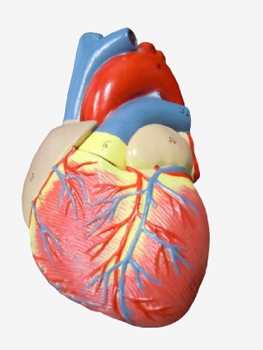 【おすすめ】 右心房 実物大【スタンド付き】 左心房 弁 心臓模型 右心室 人体模型 ＭＦＣ 左心室_画像1