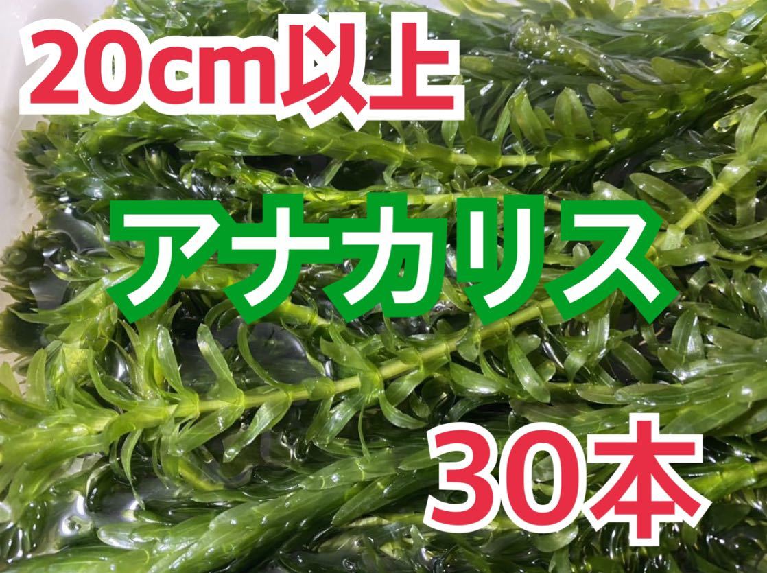 送料無料 無農薬 アナカリス 30本 即決価格 エビ金魚ザリガニ熱帯魚水草メダカめだか 餌 隠れ家ビオトープ日陰作り_画像1