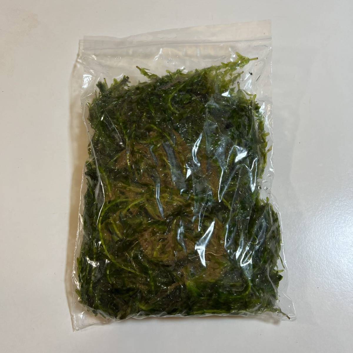 送料込み 無農薬アナカリス ネコポスの箱いっぱいに入れます エビ ザリガニ メダカ めだか 金魚の餌 オオカナダモ 水草 金魚草 金魚藻の画像1