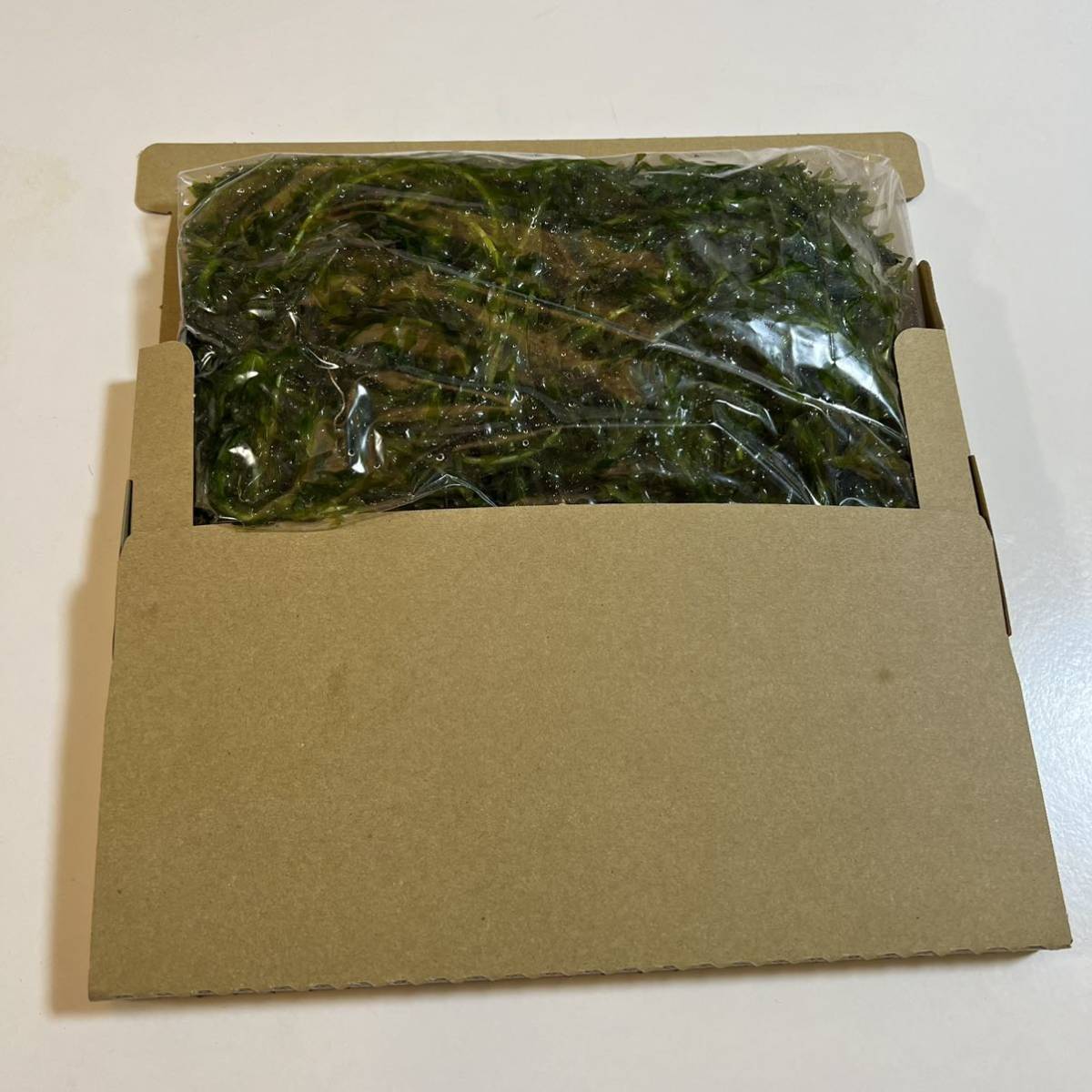 送料込み 無農薬アナカリス ネコポスの箱いっぱいに入れます エビ ザリガニ メダカ めだか 金魚の餌 オオカナダモ 水草 金魚草 金魚藻の画像2