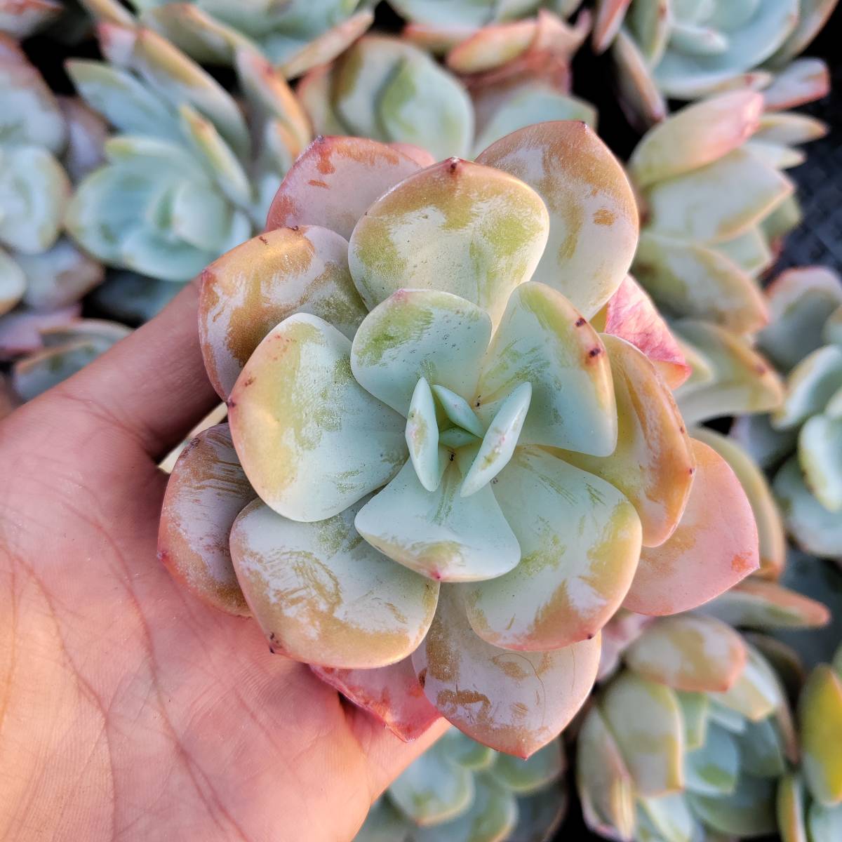 多肉植物24個 1208-QY0107 抹茶 エケベリア　カット 寄植え-千葉MS基地 _画像1