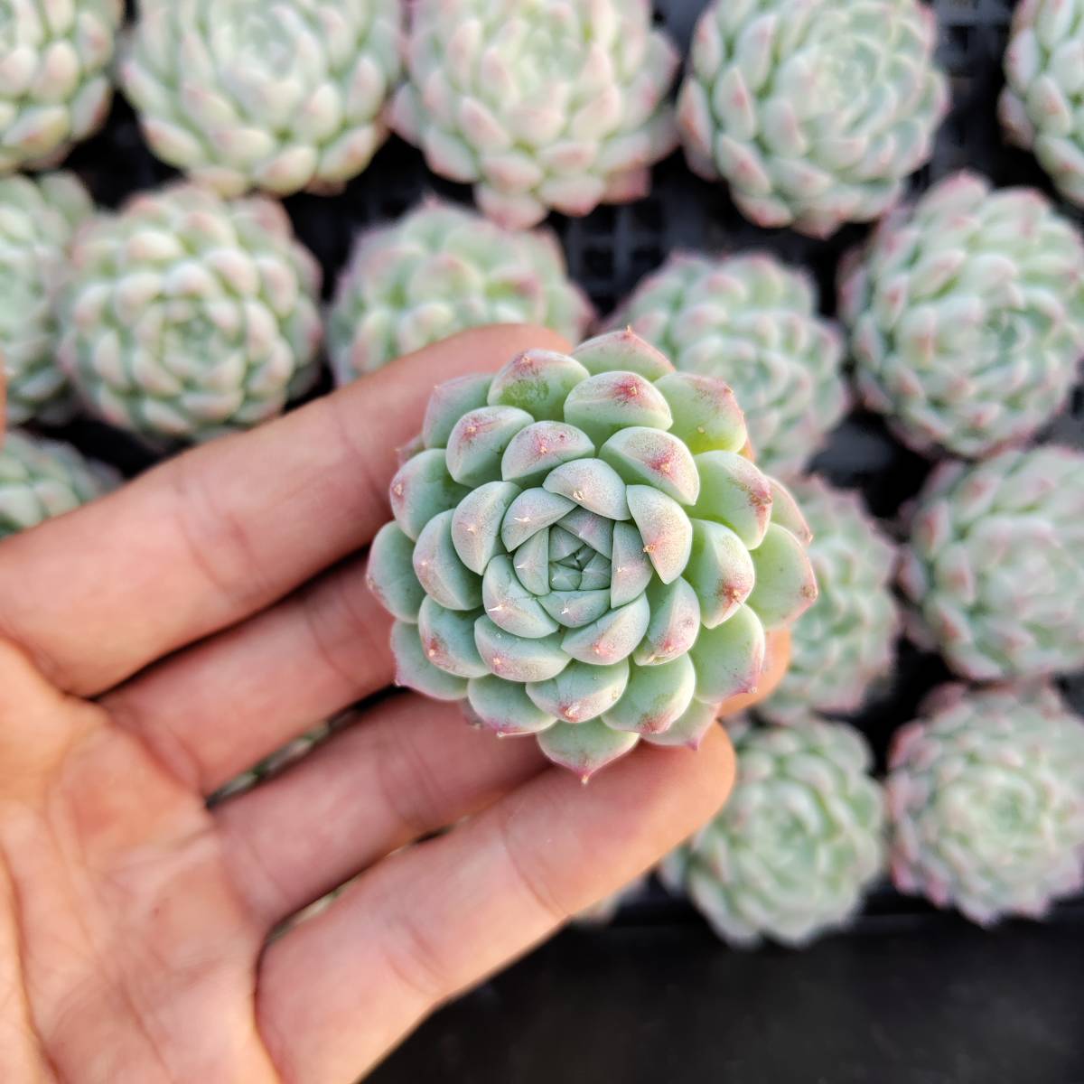 多肉植物24個 1219-QY099 アルバ美尼 エケベリア　カット 寄植え-千葉MS基地 _画像1