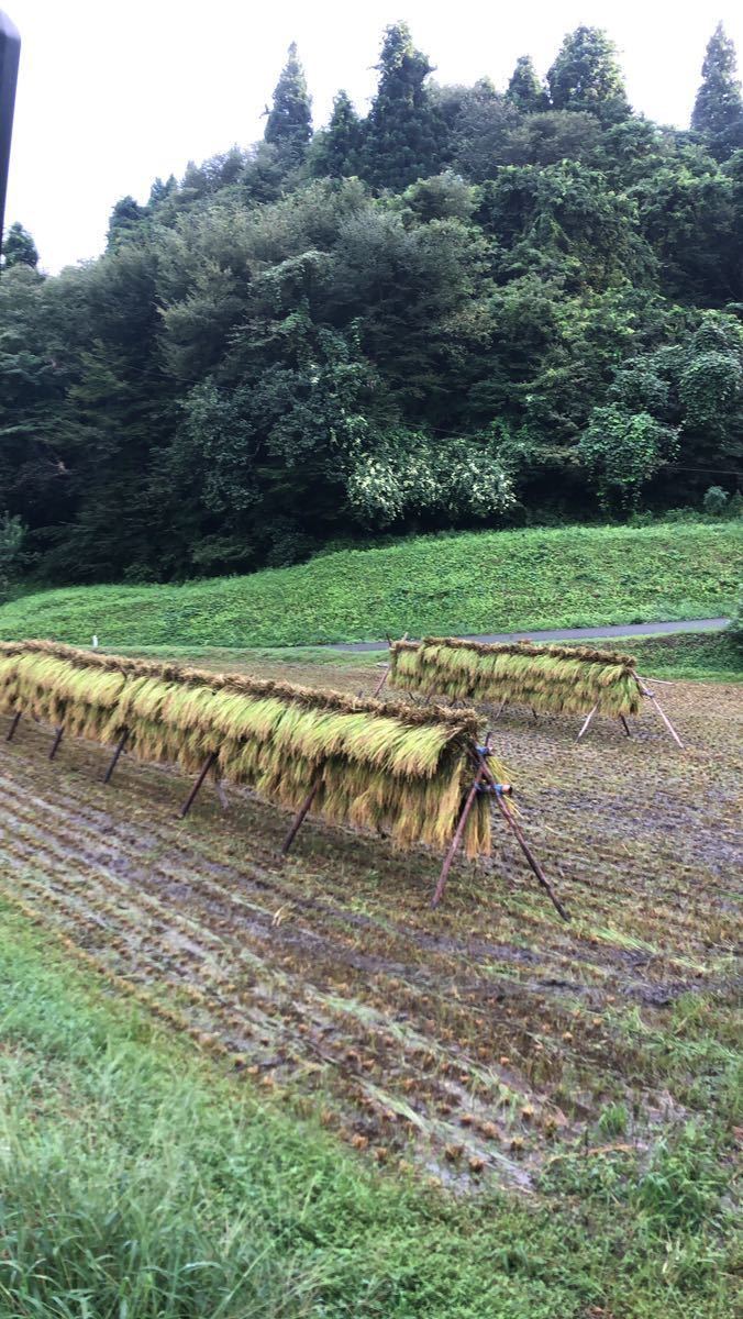 岩手県産 もち米 ヒメノモチ1.8kg 天日干しワケ あり_画像4