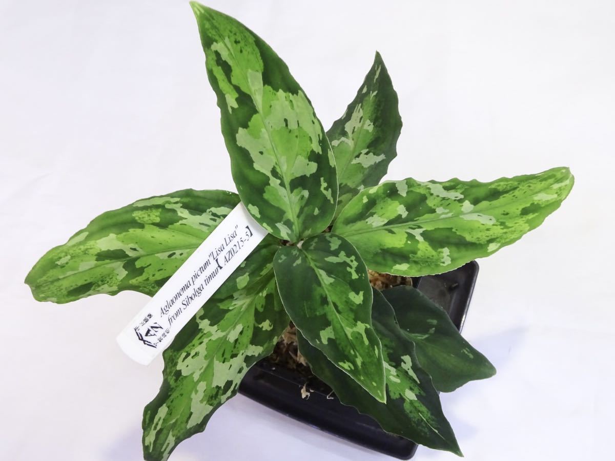 Aglaonema pictum”Lisa Lisa”from Sibolga timur【AZ0215-5】アグラオネマ_出品株