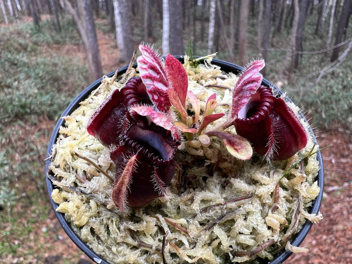 Cephalotus follicularis ”Eden black” Cedric・セファロタス エデンブラック ・食虫植物・観葉植物・熱帯植物・パルダリウム・山野草_画像8