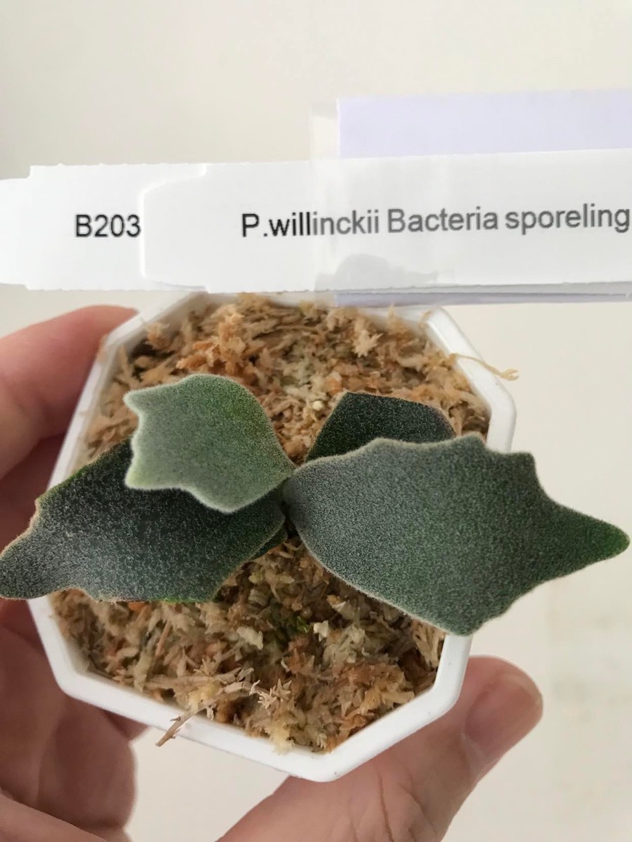 B203 P.willinckii bacteria sporeling ビカクシダ ウィリンキー バクテリア バクスポ 胞子苗 _画像2