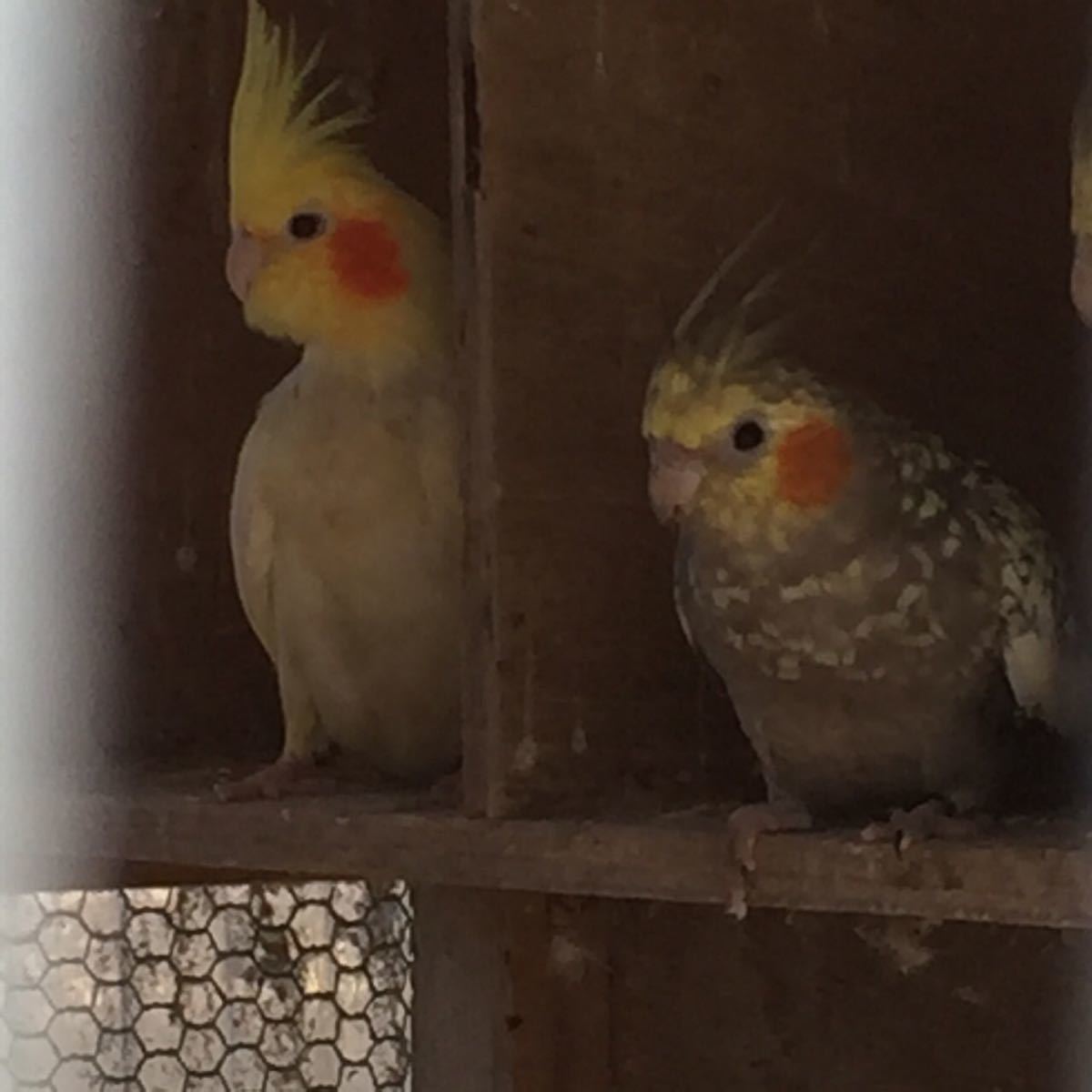 オカメインコ ルチノー×パール 卵3個セット