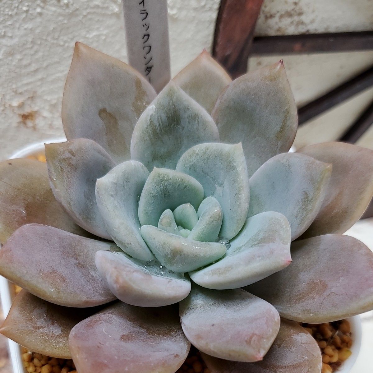 多肉植物5苗セット s92|Yahoo!フリマ(旧PayPayフリマ) 多肉植物5苗セット s92|Yahoo!フリマ(旧PayPayフリマ)