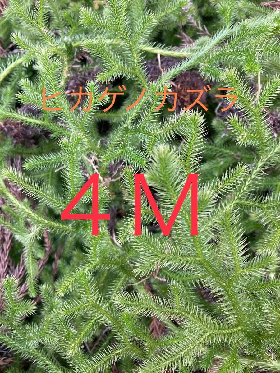 天然　ヒカゲノカズラ　約4m