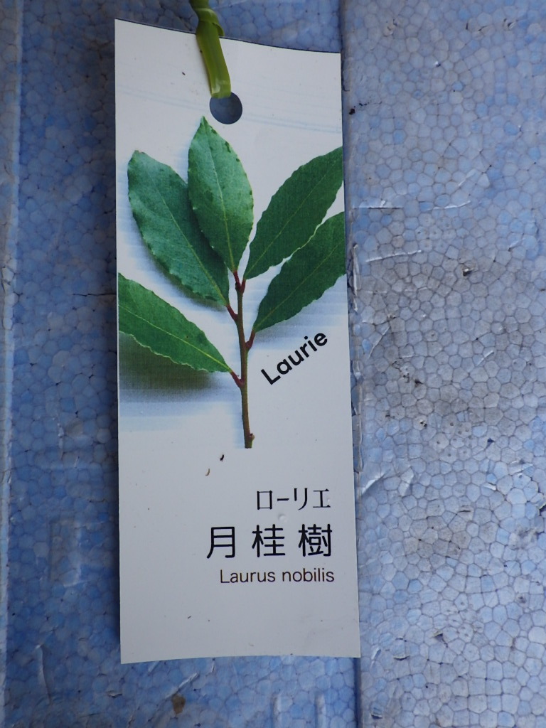 800180-100*ge Kei ju: goods kind unknown * month katsura tree .* low lie* herb * sapling * seedling *13.5cmpot!