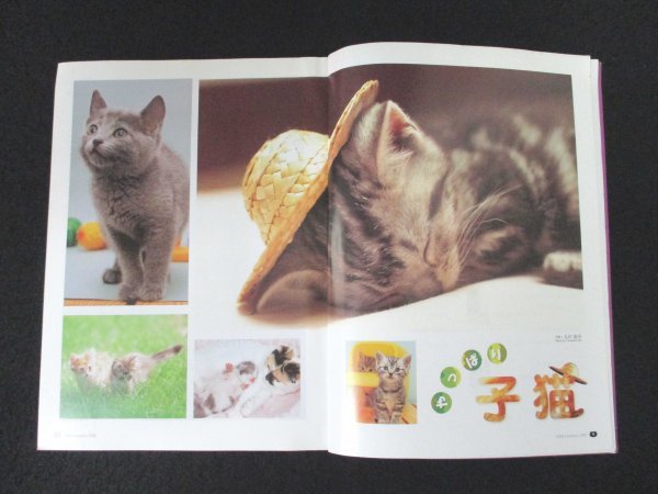 本 No1 03024 NEKO ネコ 2002年1月号 やっぱり子猫 オーストラリア 路地裏 中島らも 神野美伽 ヨコハマ猫の美術館 フルタ・チョコエッグ 他_画像3