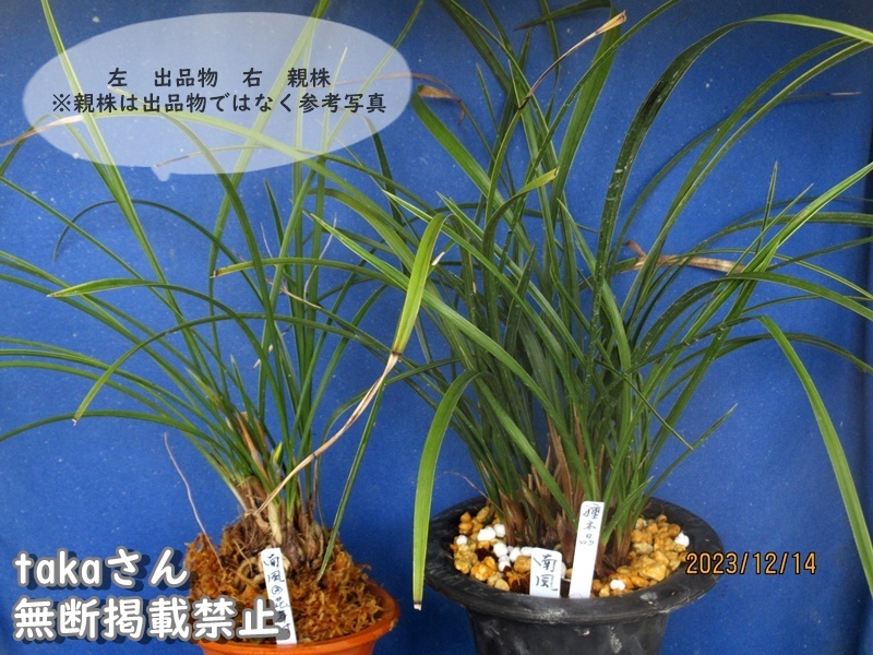 日本春蘭;南風②花芽付き』 山野草 東洋蘭 富貴蘭 長生蘭 日本春蘭;南風②花芽付き』 山野草 東洋蘭 富貴蘭 長生蘭