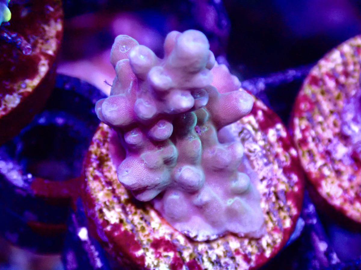 新春SALE 100円スタート　色揚げ個体【UCA master grade acropora Cherry blossom ③】チェリーブロッサム　オーストラリア産ミドリイシ_画像1