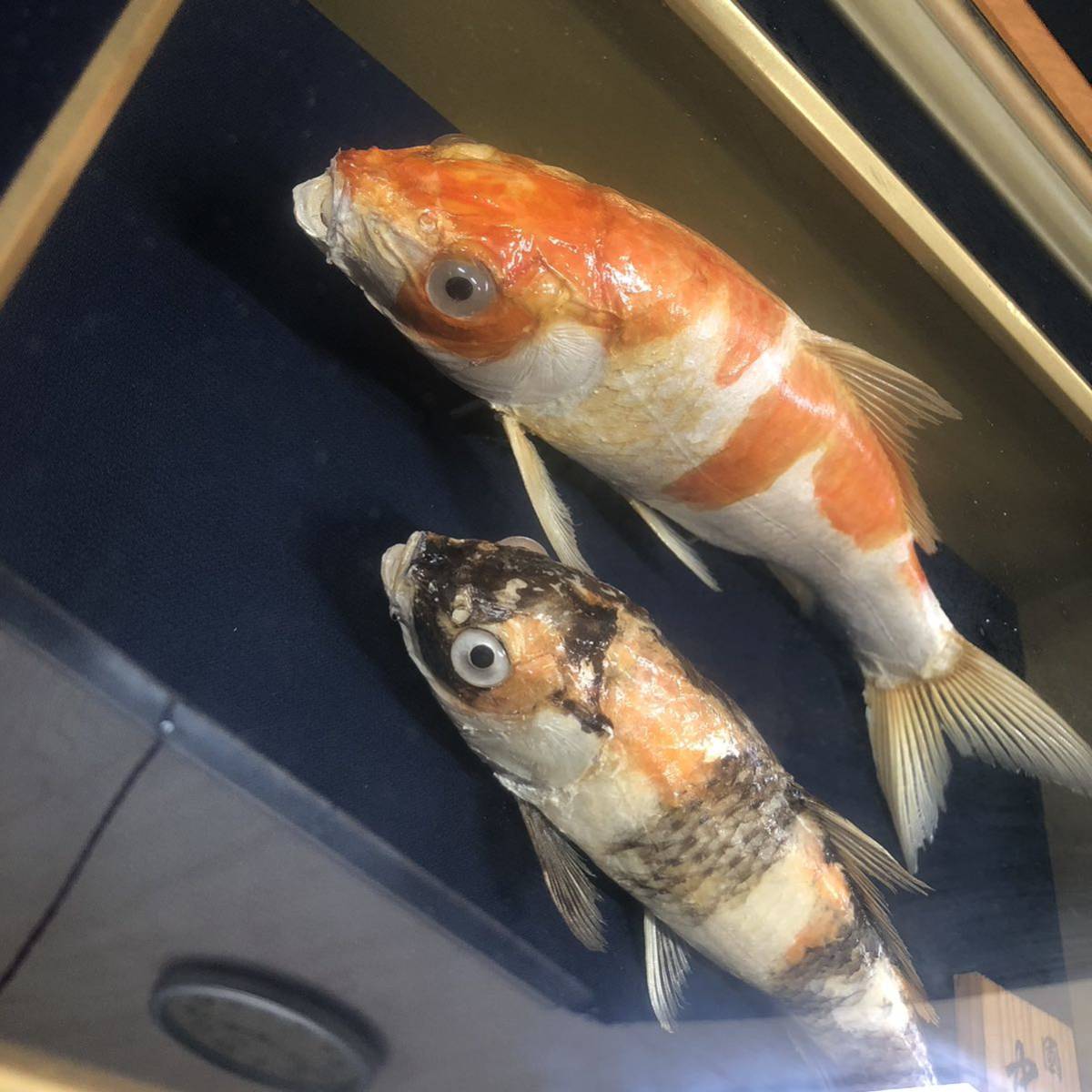 R440【鯉 剥製】コイ 川魚 額装 額 壁掛け 飾り物 インテリア 保管品_画像2