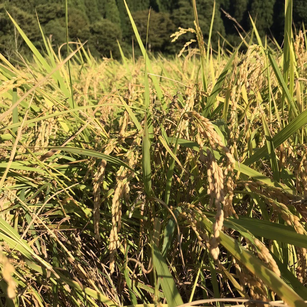 門松 ハンドメイド 無農薬 全て自然素材 1個 かどまつ 稲穂 松の葉 南天お正月 寄植え 正月飾り迎春 しめ縄 世界で一点物大きめ_画像8