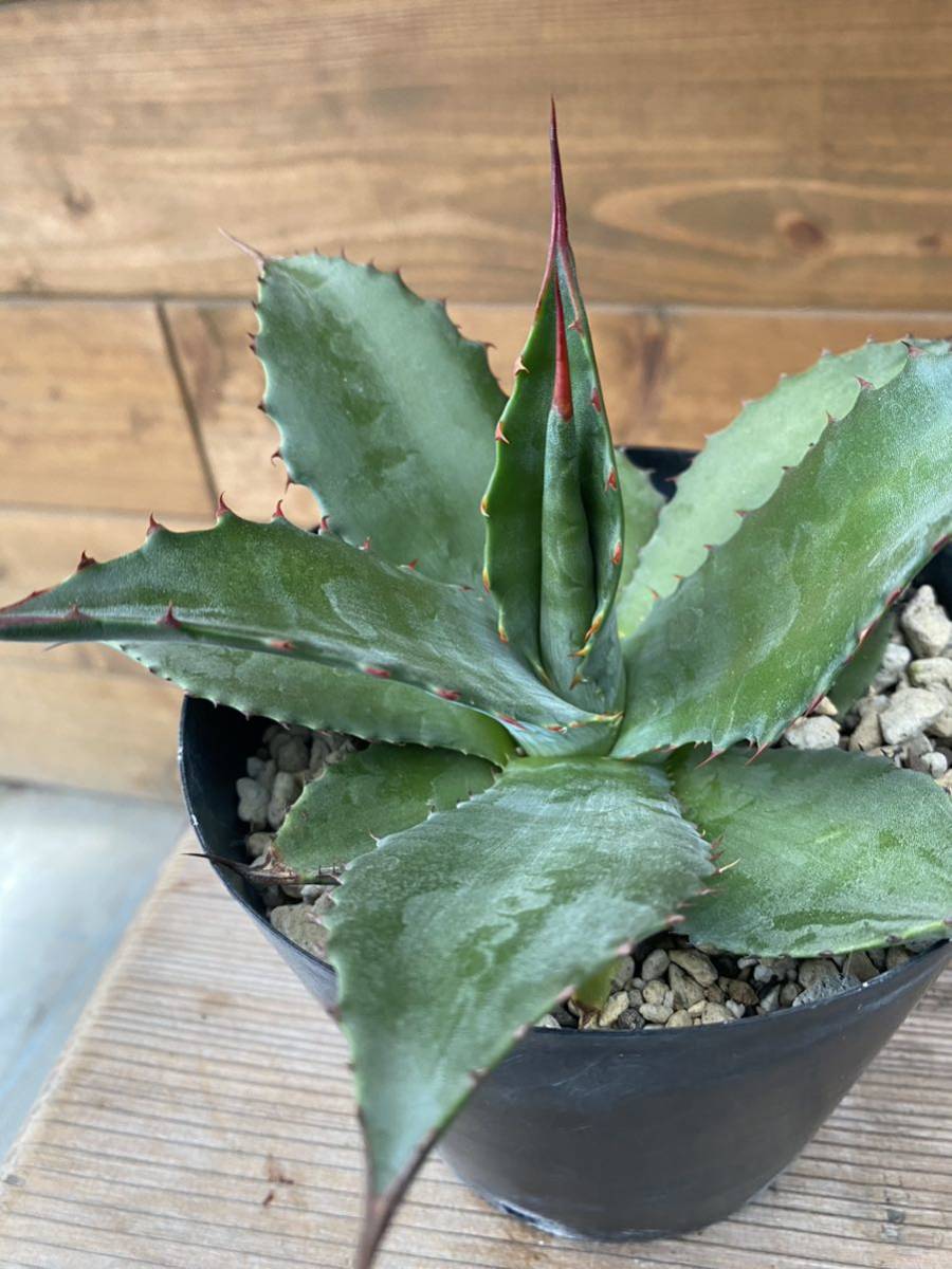 Agave atrovirens 'Oaxaca Jungle Giant' アガベ　アトロビレンス_画像3