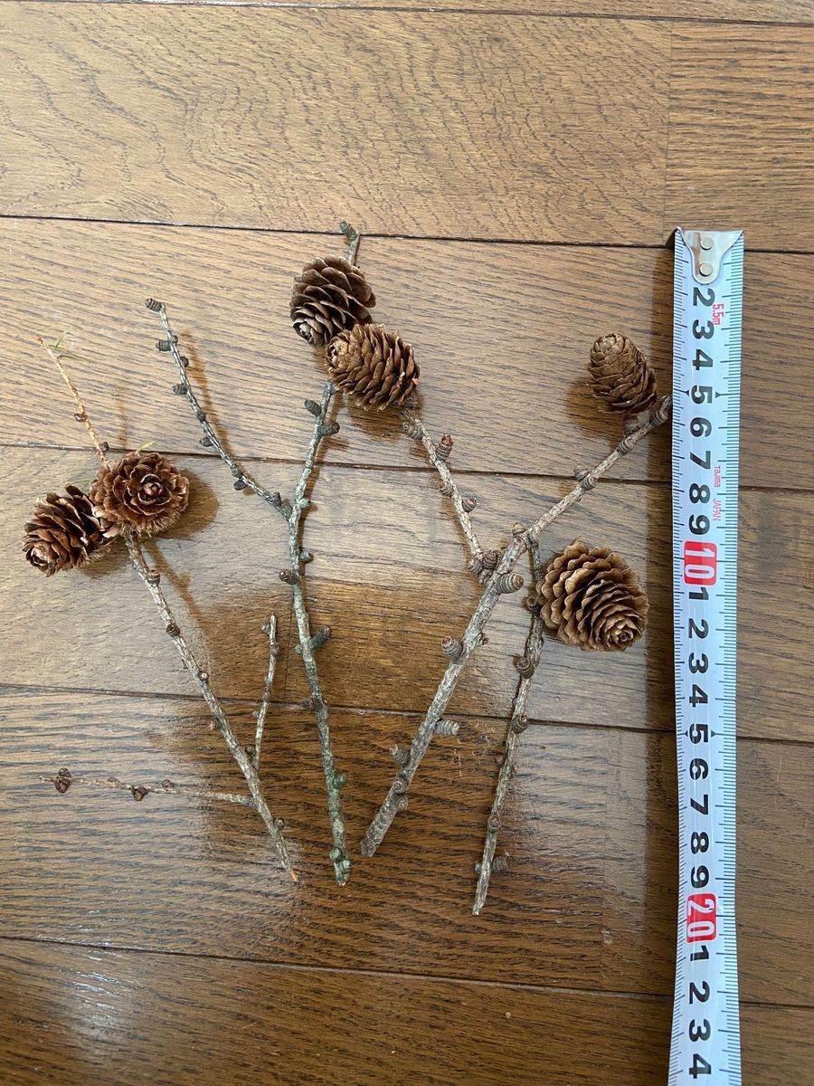 北海道　松ぼっくり　枝付きカラマツ　