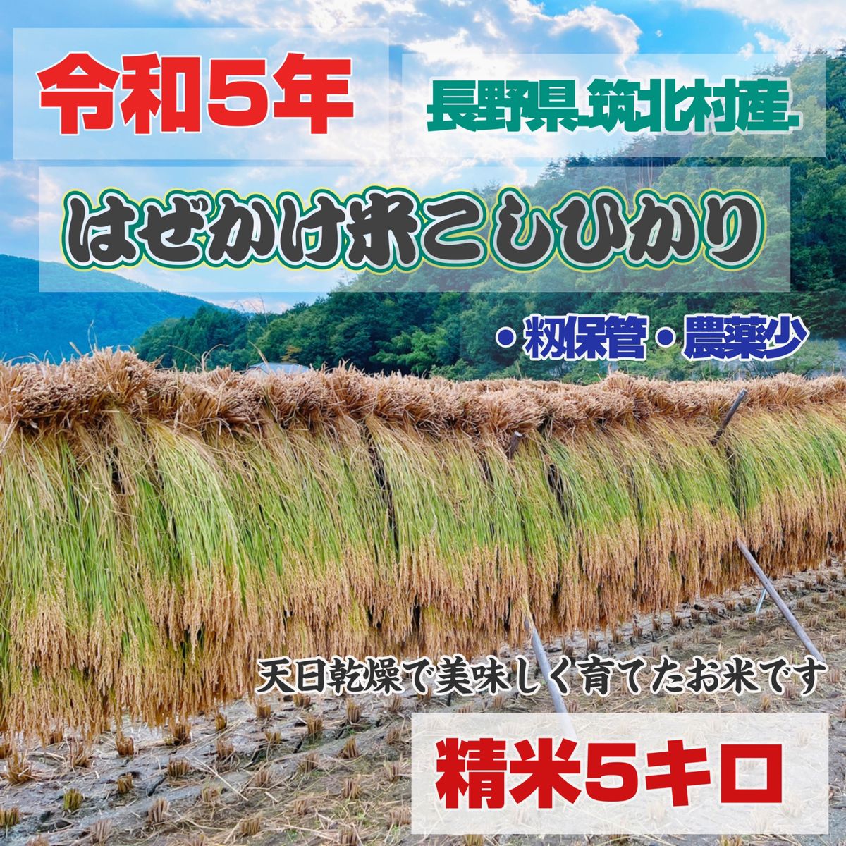 令和5年長野県筑北村産はぜかけ米コシヒカリ5キロ 農家直送｜Yahoo