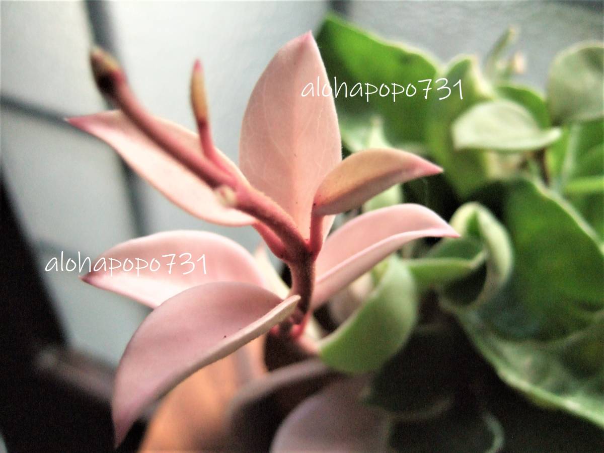 ホヤ　リップカラー　カルノーサ　Hoya carnosa 'Lip Color' 　ポットのまま発送　斑入り 発根苗　かわいいピンクの葉っぱと花　サクララン_親株です