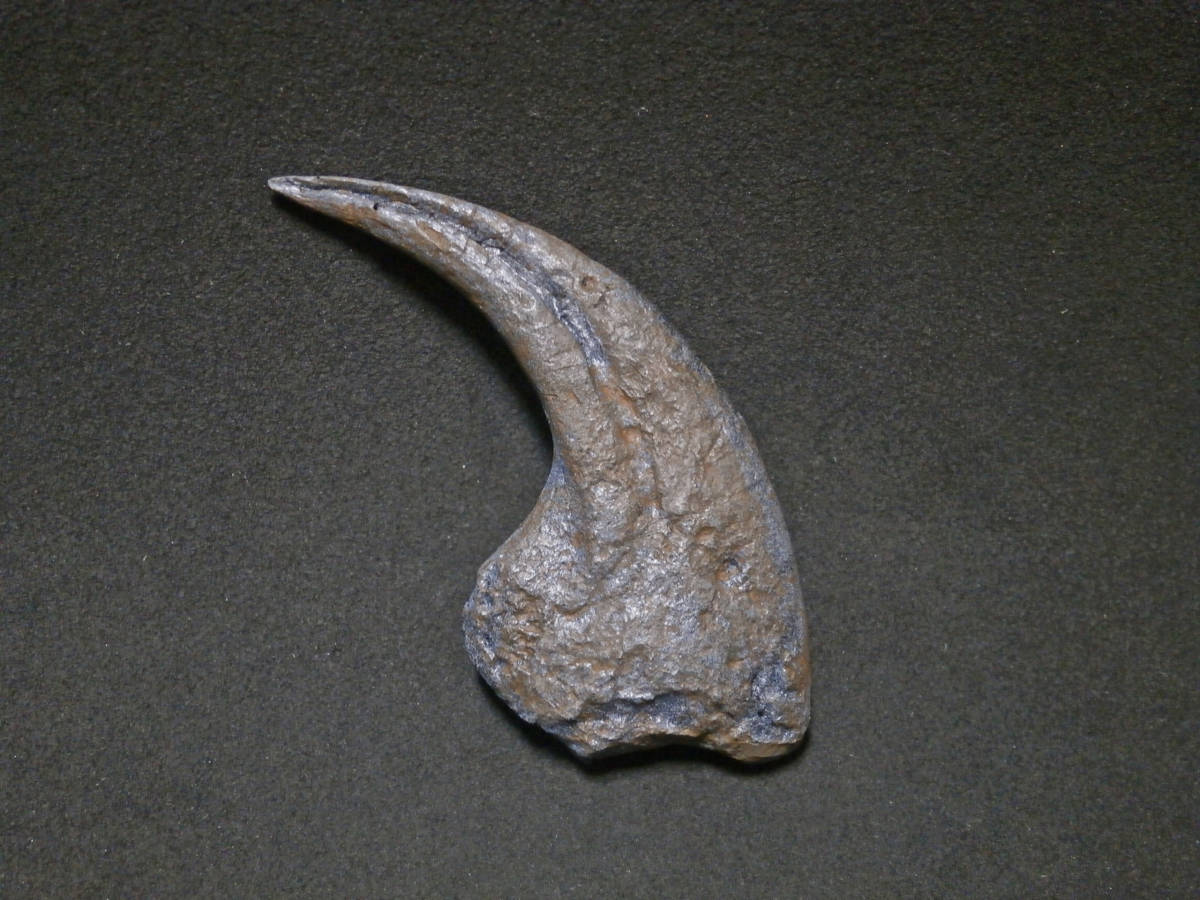 恐竜デイノニクスの爪化石(レプリカ・複製)ケースなしの画像2