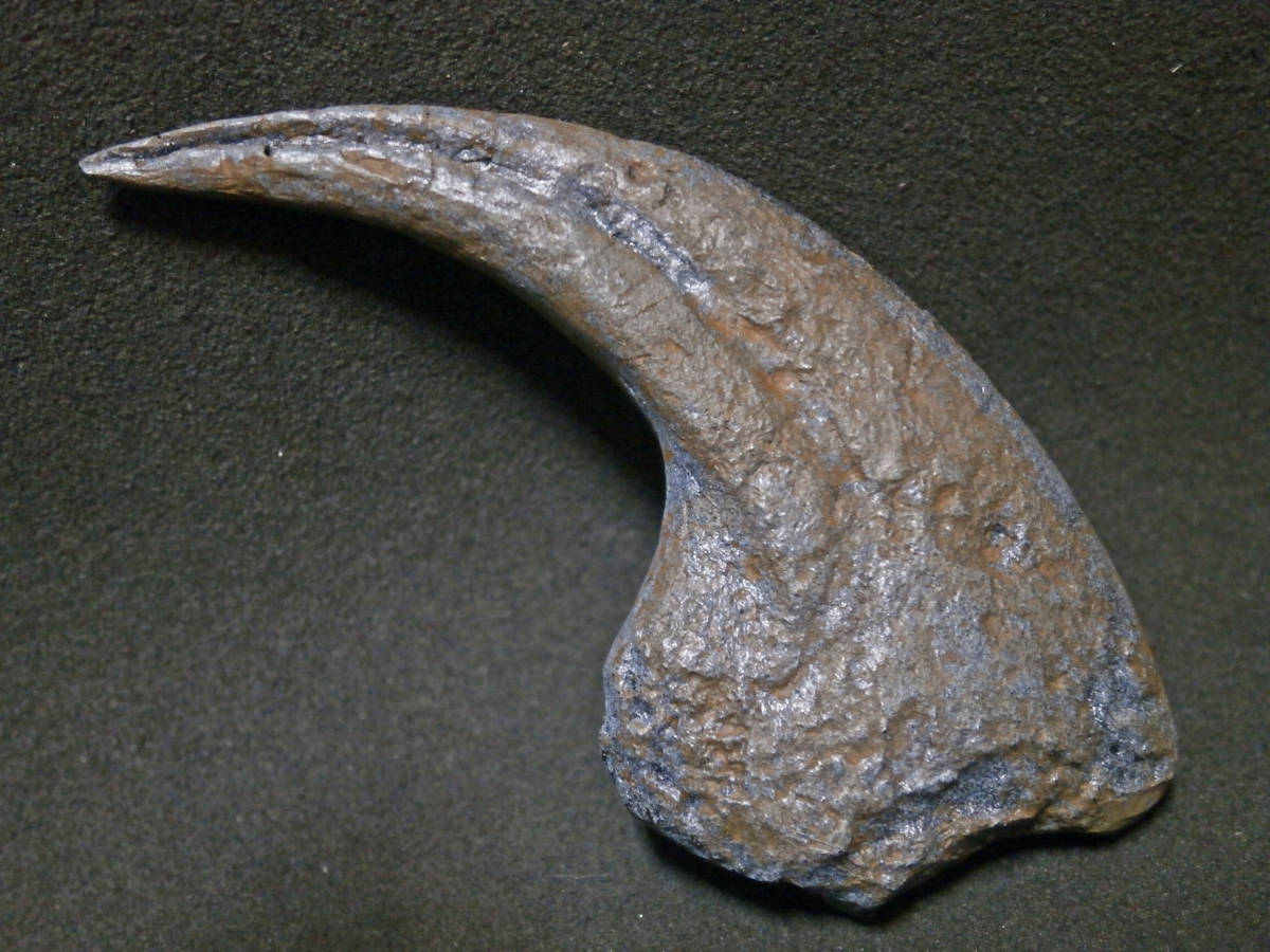 恐竜デイノニクスの爪化石(レプリカ・複製)ケースなしの画像1
